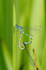 Accouplement de libellules