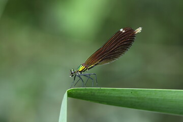 Calopteryx virgo