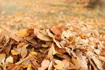 落ち葉の山　紅葉の秋イメージ公園風景
