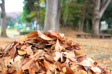 落ち葉の山　紅葉の秋イメージ公園風景