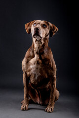 Louisiana catahoula leopard dog