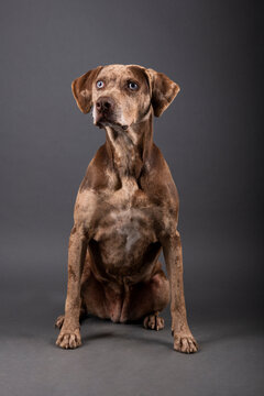 Louisiana catahoula leopard dog