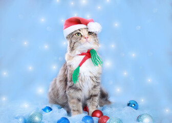 Cat in Christmas hat on a blue background. Beautiful Kitten with green eyes in Santa Claus xmas red hat. Cat with Santa hat waiting for Christmas while sitting on a blue background. Happy New Year 