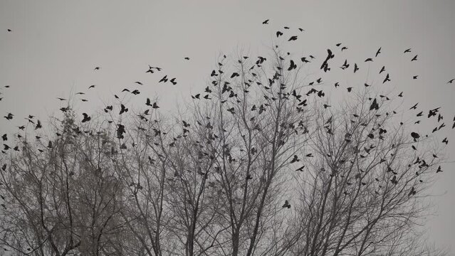 Low angle view of distant starling birds flying and landing on tree branches / Provo, Utah, United States
