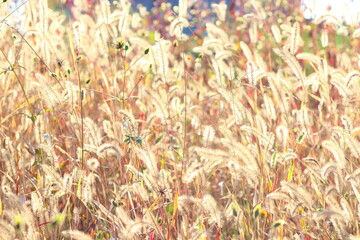 ねこじゃらしと太陽