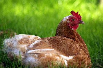 Gallina