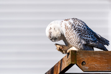 A snowy owl using its talons to scratch an itch on its head with its eyes closed while perched on a wooden fence. 