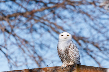 A snowy owl perched on a wooden fence watching me take its photo. Blue skies and tree branches are...