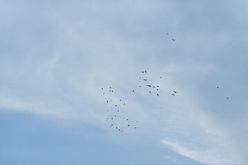 bird flying in the sky
