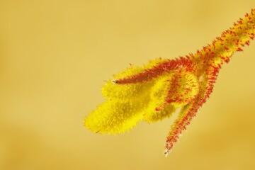Super-macro view of isolated Yellow Kangaroo Paw (Anigozanthos) flower