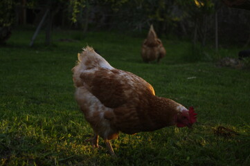 Gallinas al  natural