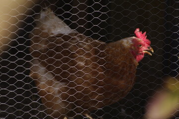 gallina en el gallinero © Soledad