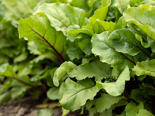 beetroot growing in the garden beet tops