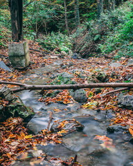 stream in autumn forest