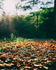 autumn in the park