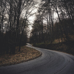 road in the forest