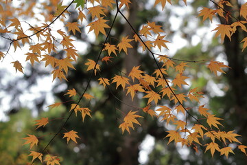 日本の秋の風景、紅葉