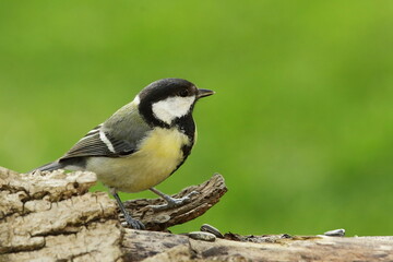 Mésange charbonnière