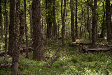 Woodland. View of the forest in the hill. 