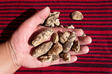 Ancestral dry chuño and traditional food from the Andean zone of Bolivia and Peru. bitter potato. Hand holds chuño units with indigenous cloth background