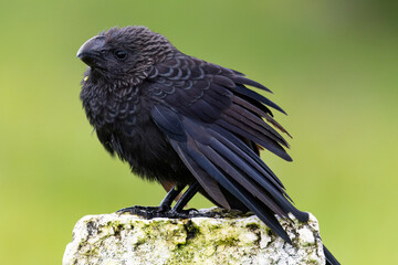 Smooth-billed Ani (Crotophaga ani) standing