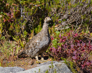 Grouse among fall colors in the meadows of Mount Rainier National Park in the Pacific Northwest of the United States
