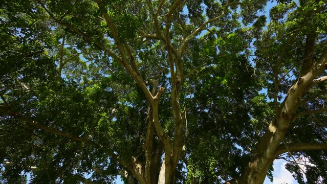 Jamaica. Montego Bay. The Great Banyan is a banyan tree (Ficus benghalensis) located in Acharya Jagadish Chandra Bose Indian Botanic Garden, Shibpur, Howrah, near Kolkata, India.
