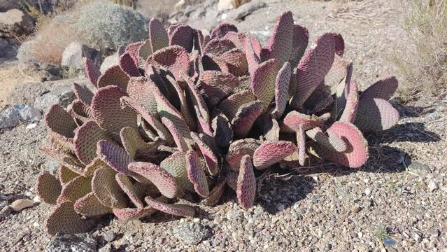 Cactus Cacti Plant Cactaceae Caryophyllales in Desert