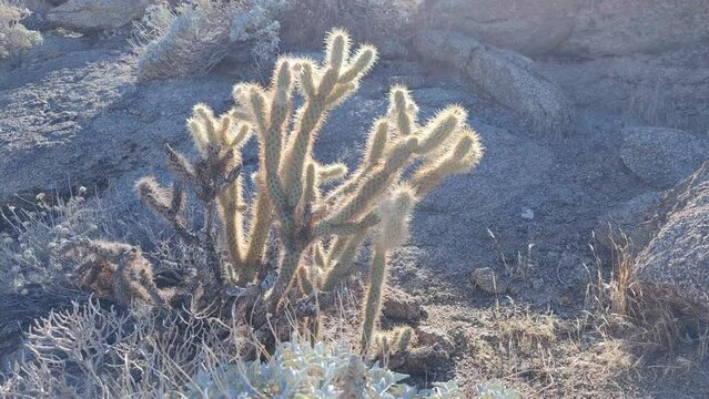 Cactus Cacti Plant Cactaceae Caryophyllales in Desert