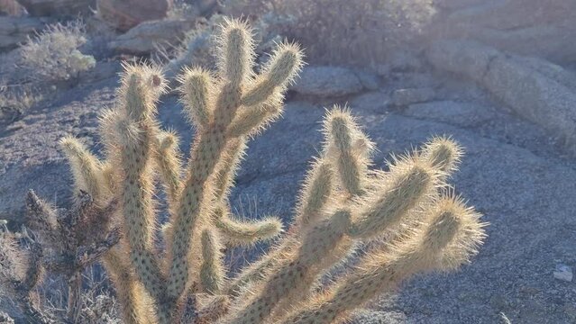 Cactus Cacti Plant Cactaceae Caryophyllales in Desert