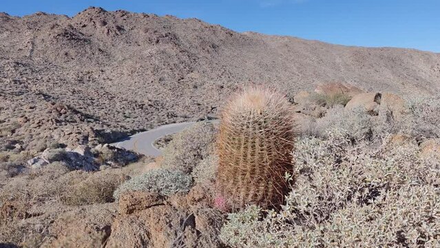 Cactus Cacti Plant Cactaceae Caryophyllales in Desert