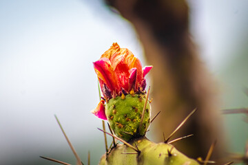 prickly pear flower with blur background in sierra de guadalupe state of mexico 

