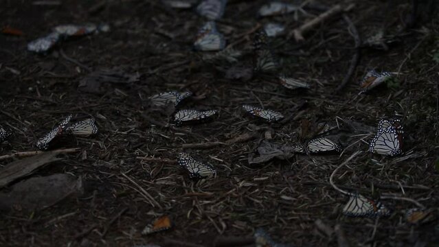 Monarch butterfly in the Mexican forests