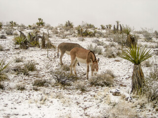 Wild Donkeys in the Winter