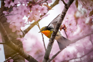 北海道の春、桜とキビタキ