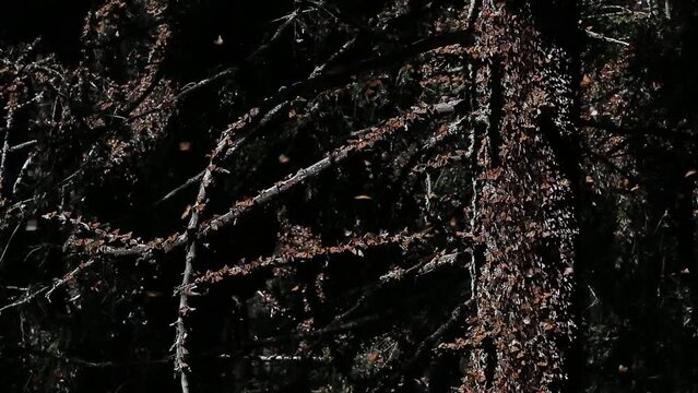 Monarch butterfly in the Mexican forests