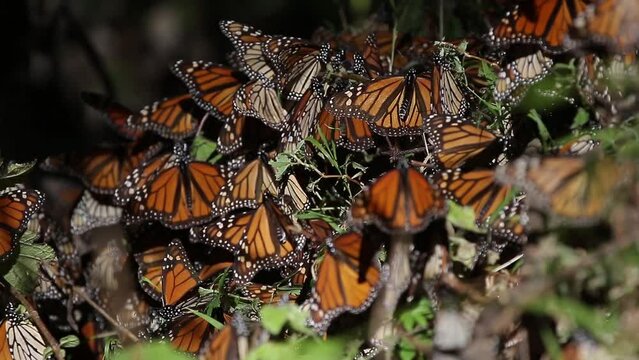 Monarch butterfly in the Mexican forests