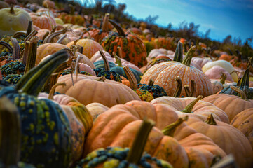 Pumpkin Landscape 01
October 2022