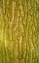 Texture of tree bark with green moss. Dry tree texture background. Nature concept.