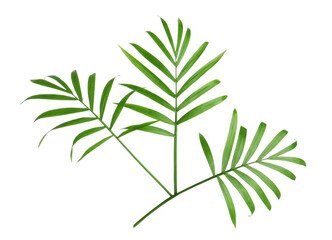Fototapeta na wymiar Beautiful green coconut leaves on white background