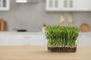 Beautiful potted microgreen on table in kitchen, space for text