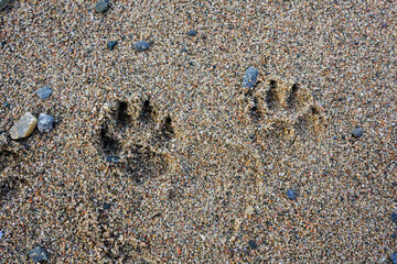 Dog's paw prints in the coarse sand.