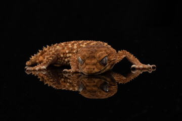Centralian Knob-Tailed Gecko