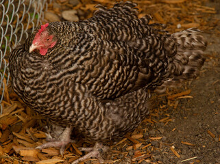 Healthy big speckled chicken is standing in the farm yard.