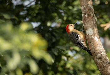 Tropical red headed woodpecker with red eye perched in a tree of the tropical forest in Yucatan with soft light during golden hour