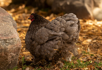 Gray hen is scratching the mulch in the farm, back view.
