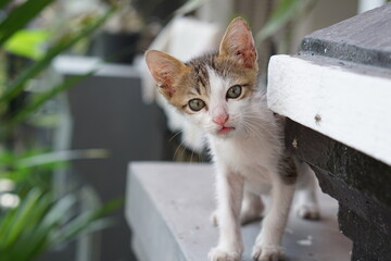 A cute kitten lying on a wall. Selective focus.