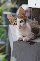 A cute kitten lying on a wall. Selective focus.