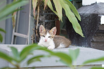 cat in the garden