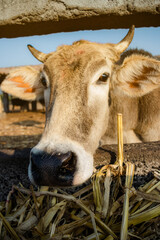 Portrait of a cow eating in the farm.
